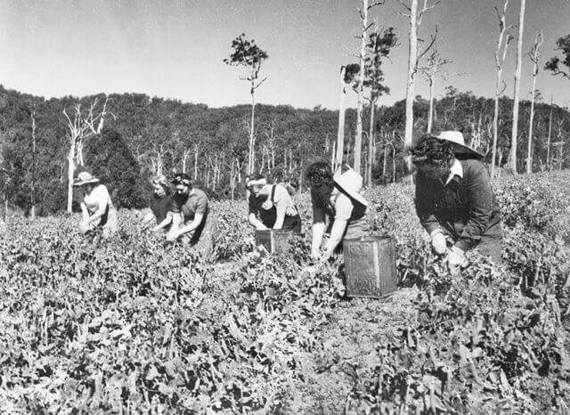 Port Macquarie Museum Revealing Port Macquarie's historical past and revealing it's stories since 1957